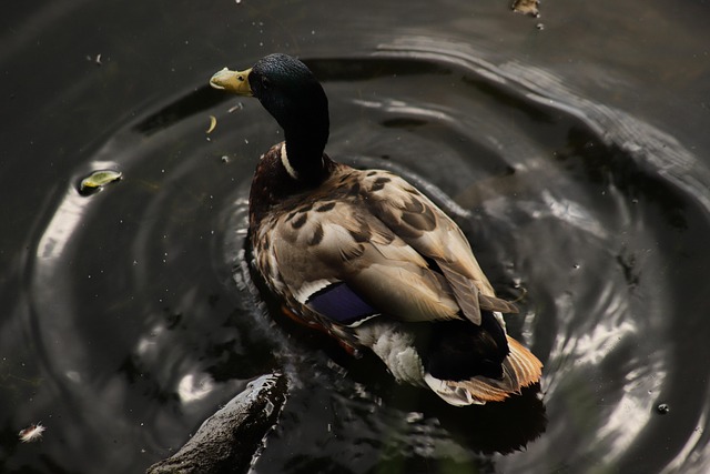 Hjernetræning med blyant: Krydsordsløsningens skjulte teknikker